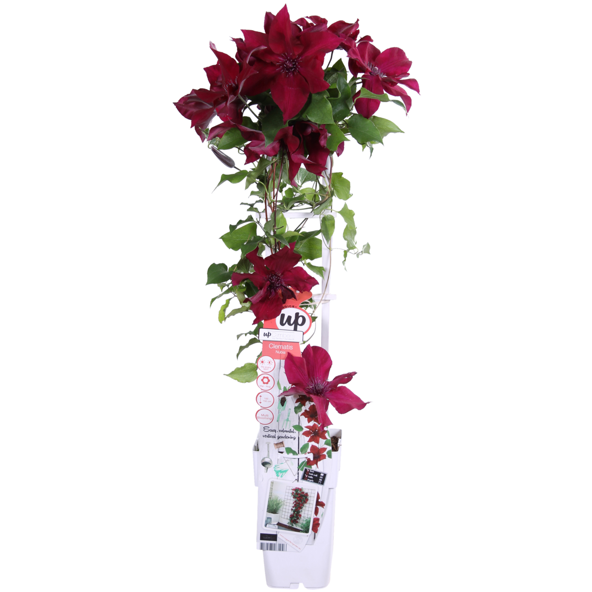 Clematis Nubia - Clematis eVison Red - Ø15cm - ↕65cm - Ø15 - ↨65cm