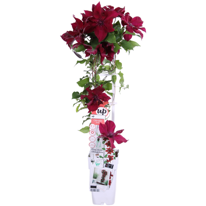 Clematis Nubia - Clematis eVison Red - Ø15cm - ↕65cm - Ø15 - ↨65cm