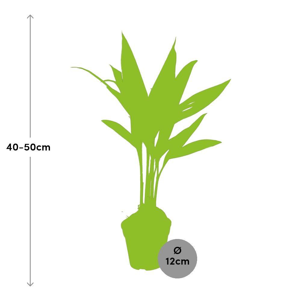 Areca Catechu - Ø12cm - ↕50cm