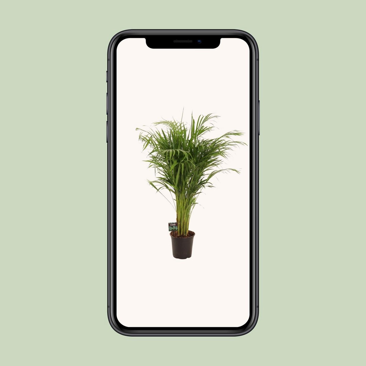 Bamboepalm Dypsis lutescens 110 cm pot 21 cm