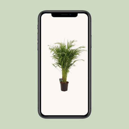 Bamboepalm Dypsis lutescens 110 cm pot 21 cm