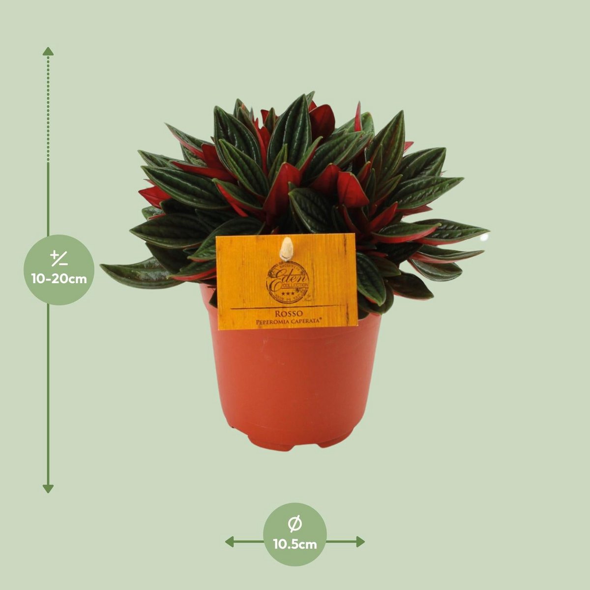 Peperomia Red Caperata Ø11cm ↕15cm