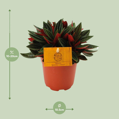 Peperomia Red Caperata Ø11cm ↕15cm