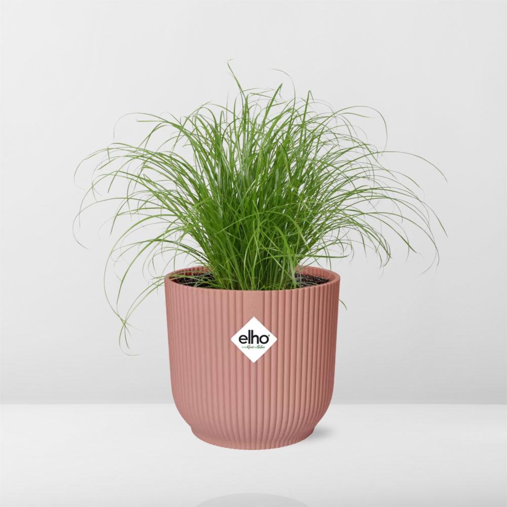 Paraplugras Cyperus alternifolius 14 cm roze Elho pot