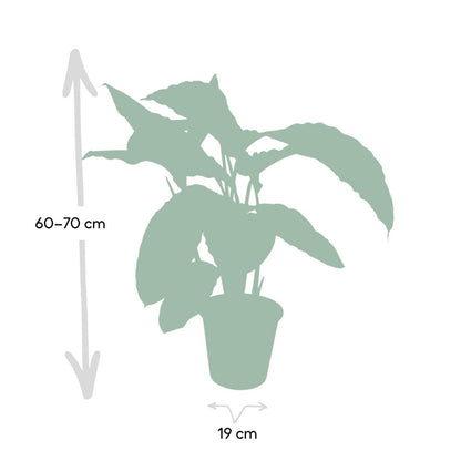 Calathea Warscewiczii pauwenplant Ø19cm 70cm groen