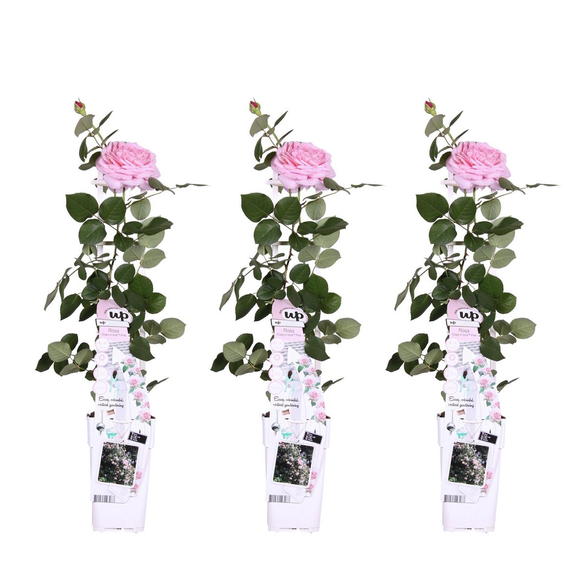Klimroos Rosa Crazy in love 'Pink' 3 stuks 65cm Ø15