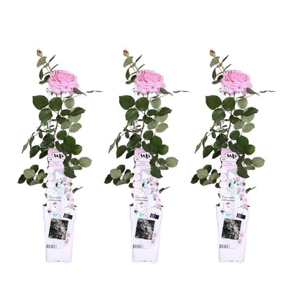 Klimroos Rosa Crazy in love 'Pink' 3 stuks 65cm Ø15