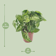 Kamerplant Syngonium pijl Ø12cm ↕25cm