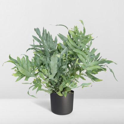 Phlebodium Aureum Blue Star - Blue Star Fern - Ø17cm - ↕50cm