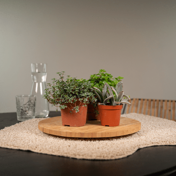 Everspring - Succulent Mix - 18 pieces - 10 cm - Ø8.5
