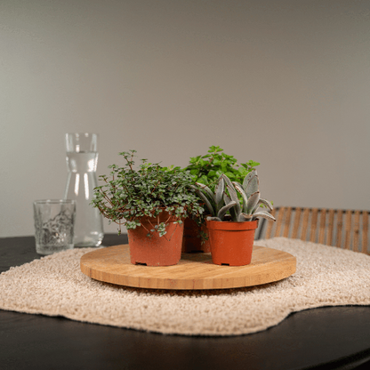 Everspring - Succulent Mix - 18 pieces - 10 cm - Ø8.5