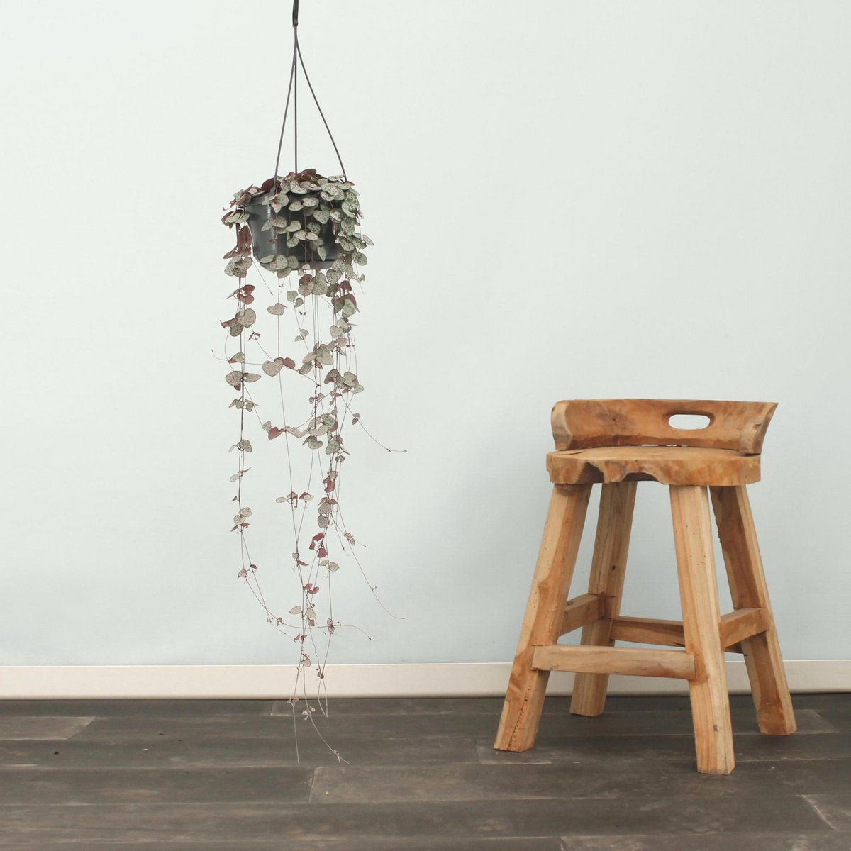 Ceropegia Woodii plant Ø14cm 50cm