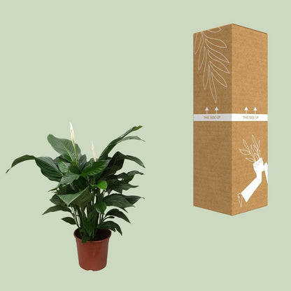 Vredeslelie Spathiphyllum Sweet Silvana 80 cm pot 24 cm