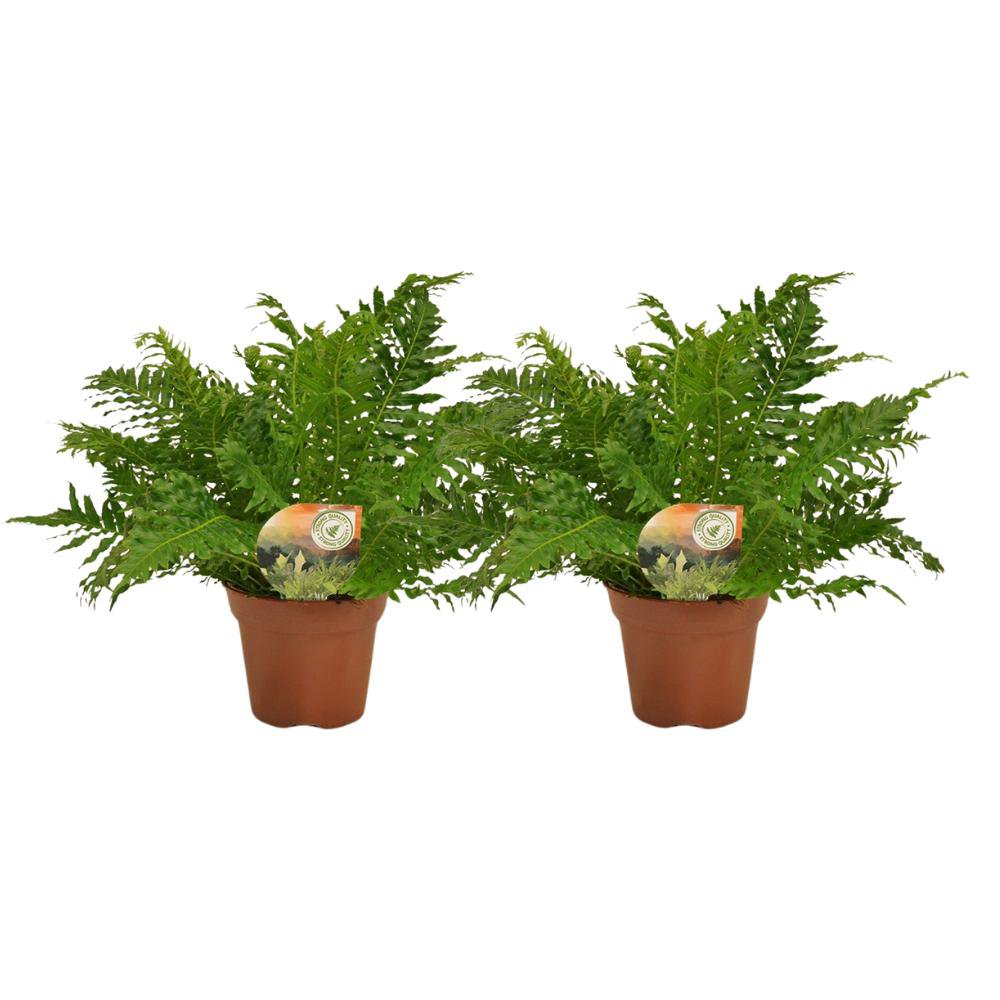 Blechnum Silver Lady plant 2 stuks Ø17x50cm