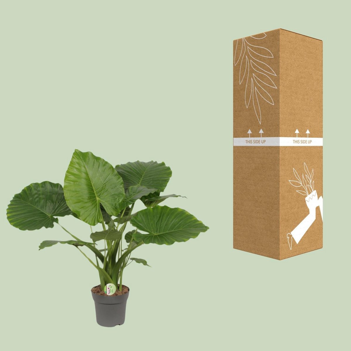 Kamerplant Alocasia gageana California Ø21cm ↕80cm