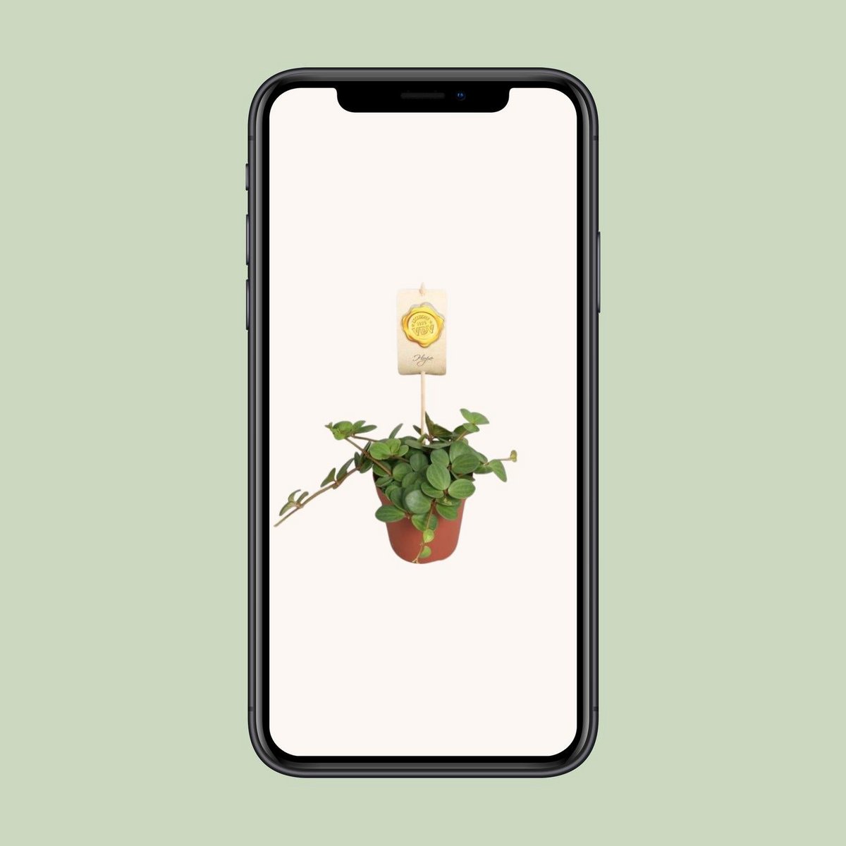 Peperomia Hope plant Ø12cm ↕15cm