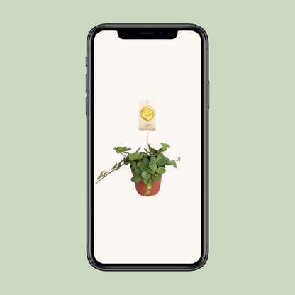 Peperomia Hope plant Ø12cm ↕15cm