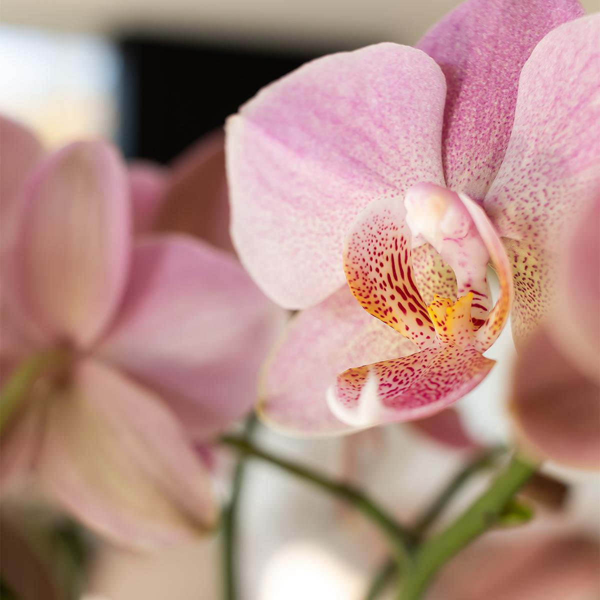 Oudroze Phalaenopsis Orchidee (Treviso) | Bloeiende Kamerplant Ø12cm pot