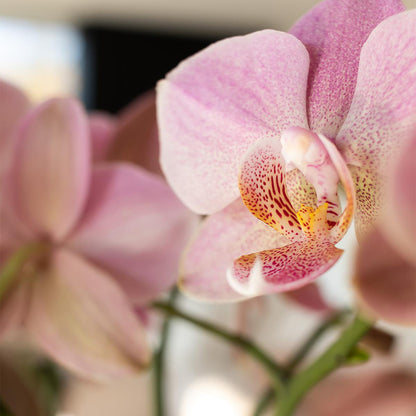 Oudroze Phalaenopsis Orchidee (Treviso) | Bloeiende Kamerplant Ø12cm pot