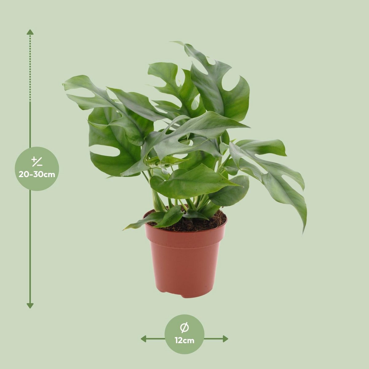 Monstera kamerplant 25 cm potmaat 12 cm