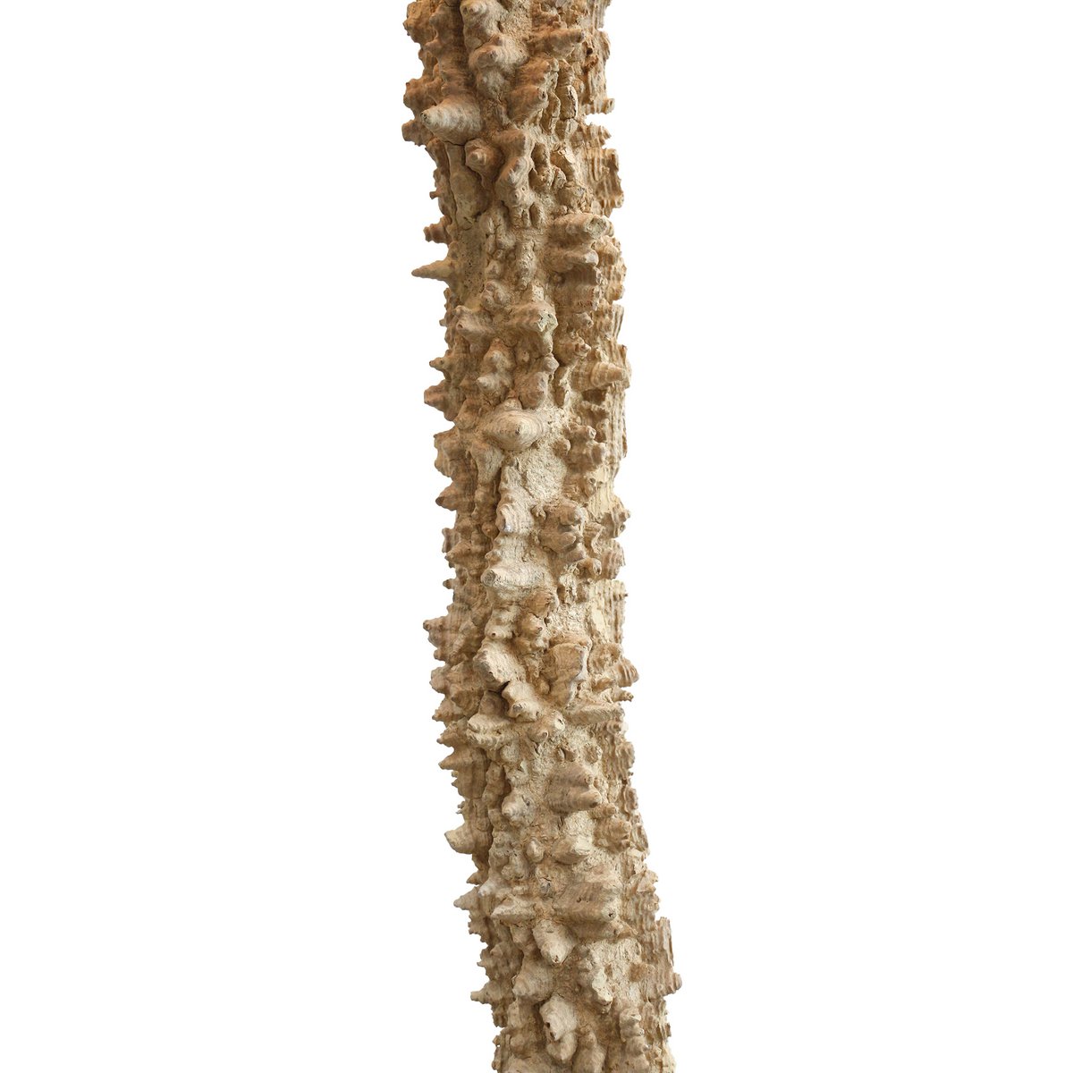 Floor lamp driftwood natural/white 150 cm