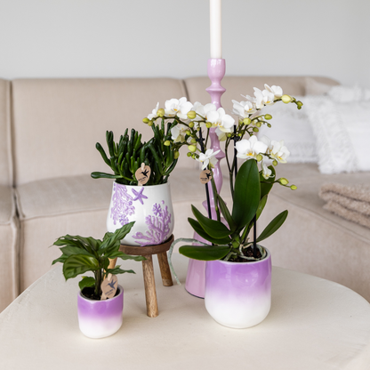 Kolibri Home | Coral  - Lilac - Ø9cm