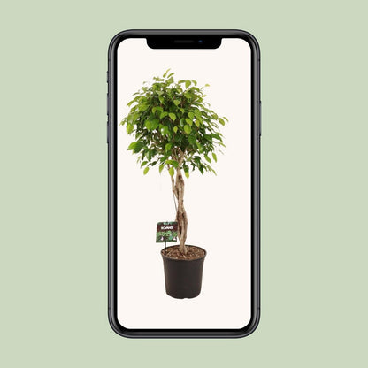 Kamerplant Ficus Benjamina Exotica gevlochten stam 120 cm
