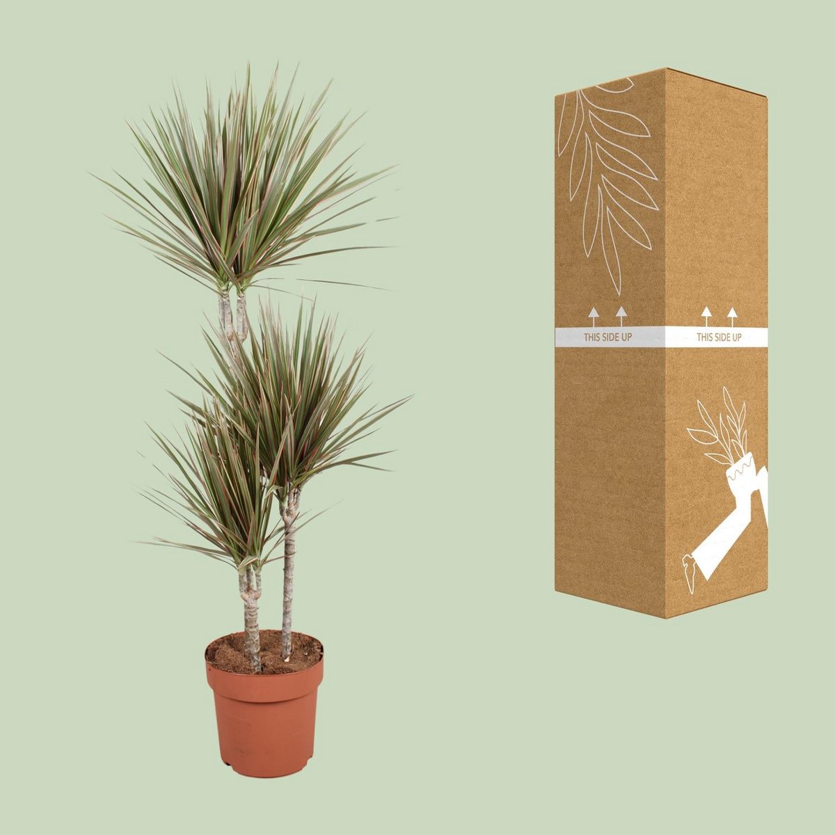 Kamerplant Dracaena Bicolor Ø21cm 120cm