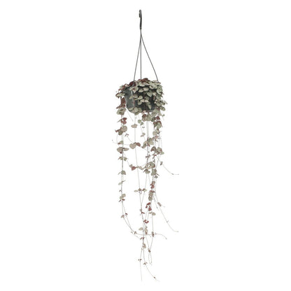 Ceropegia Woodii plant Ø14cm 50cm