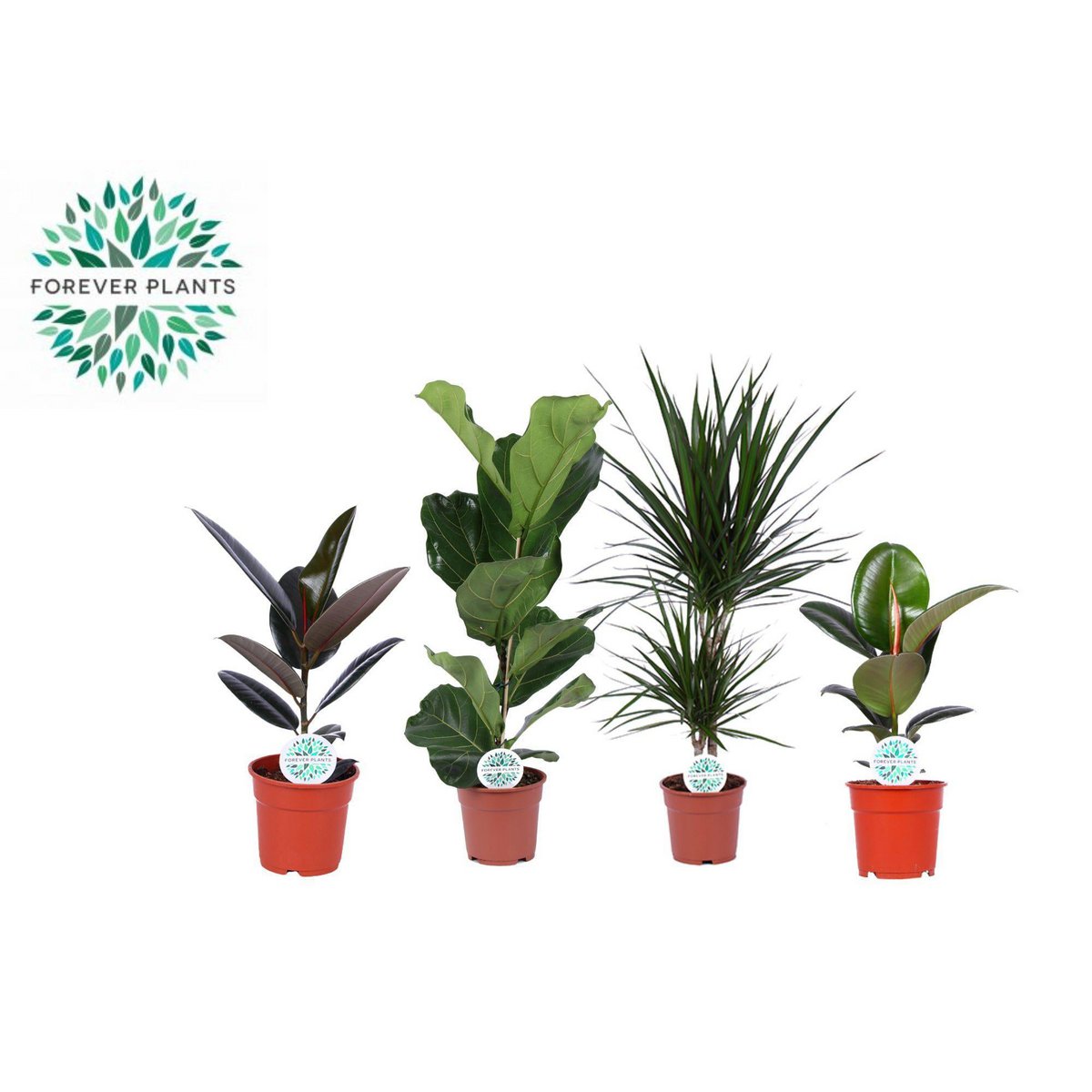Kamerplanten Groen Mix Lopez 4 Stuks 17 Cm Hoogte 55 Cm