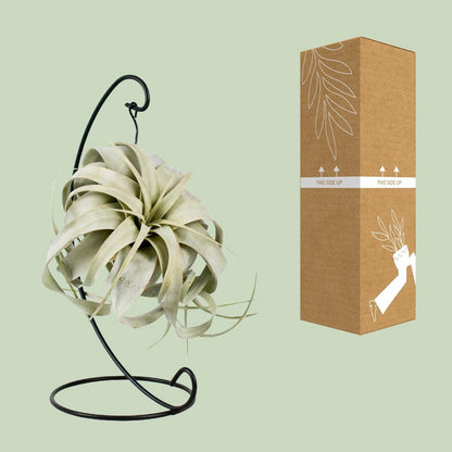 Luchtplant Tillandsia King Xero Ø12cm ↕23cm