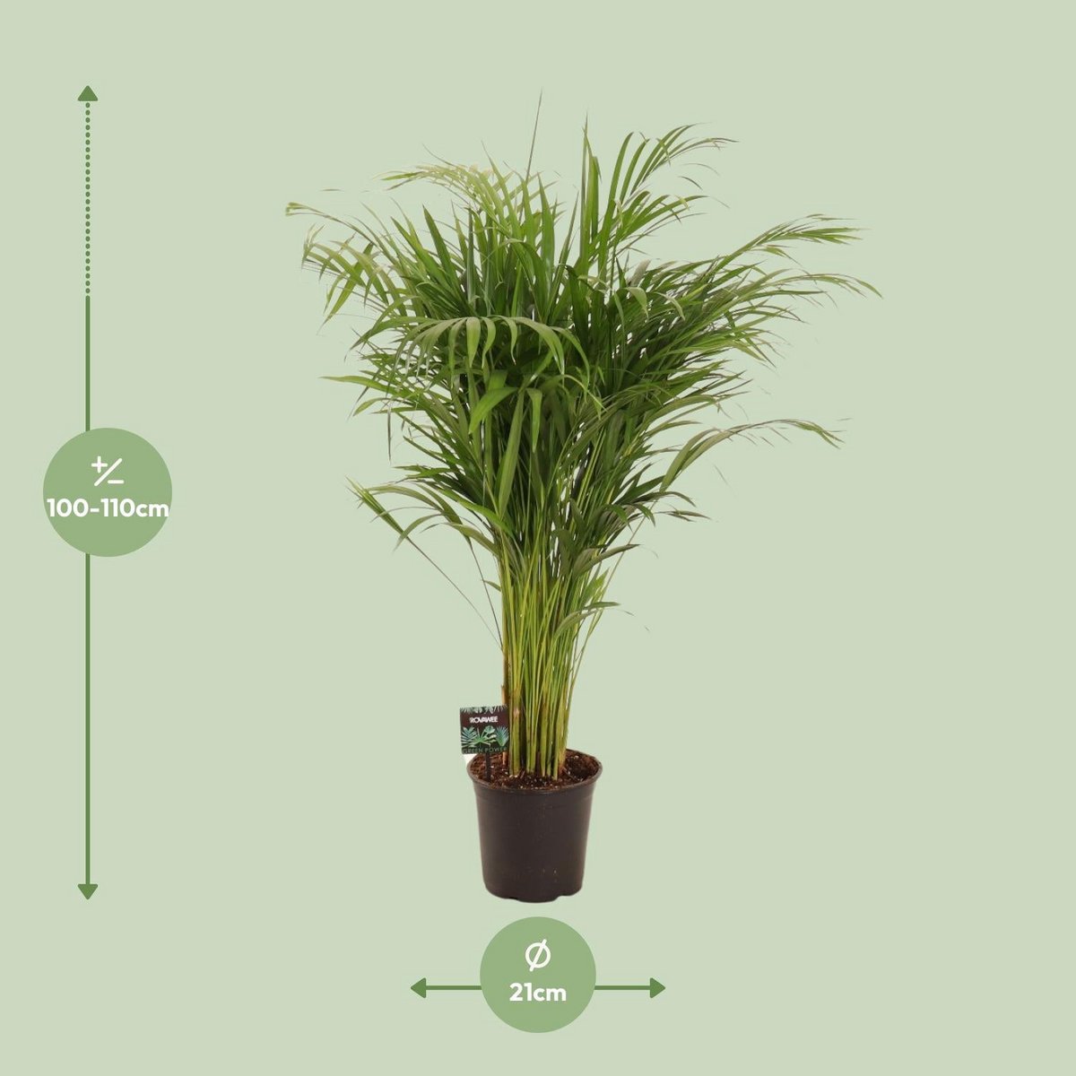 Bamboepalm Dypsis lutescens 110 cm pot 21 cm