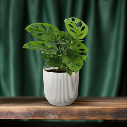 Monstera Monkey Leaf gatenplant Ø12cm ↕30cm