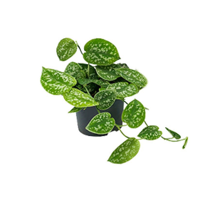 Scindapsus foto argyraeus potmaat 12 cm