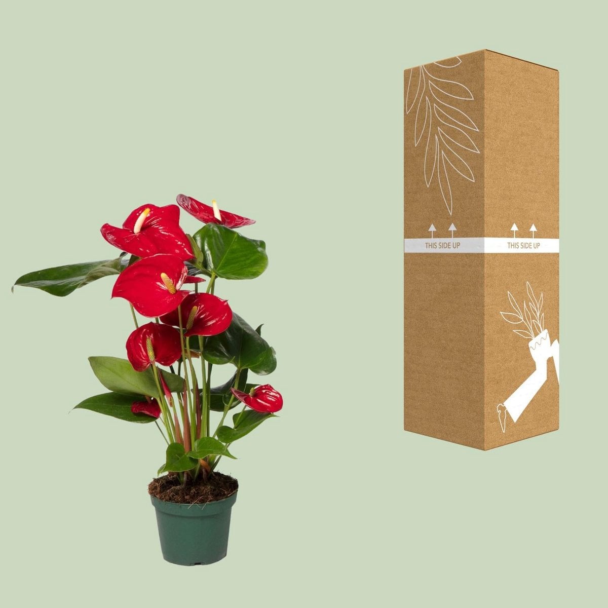 Anthurium red - Ø12cm - ↕40 cm