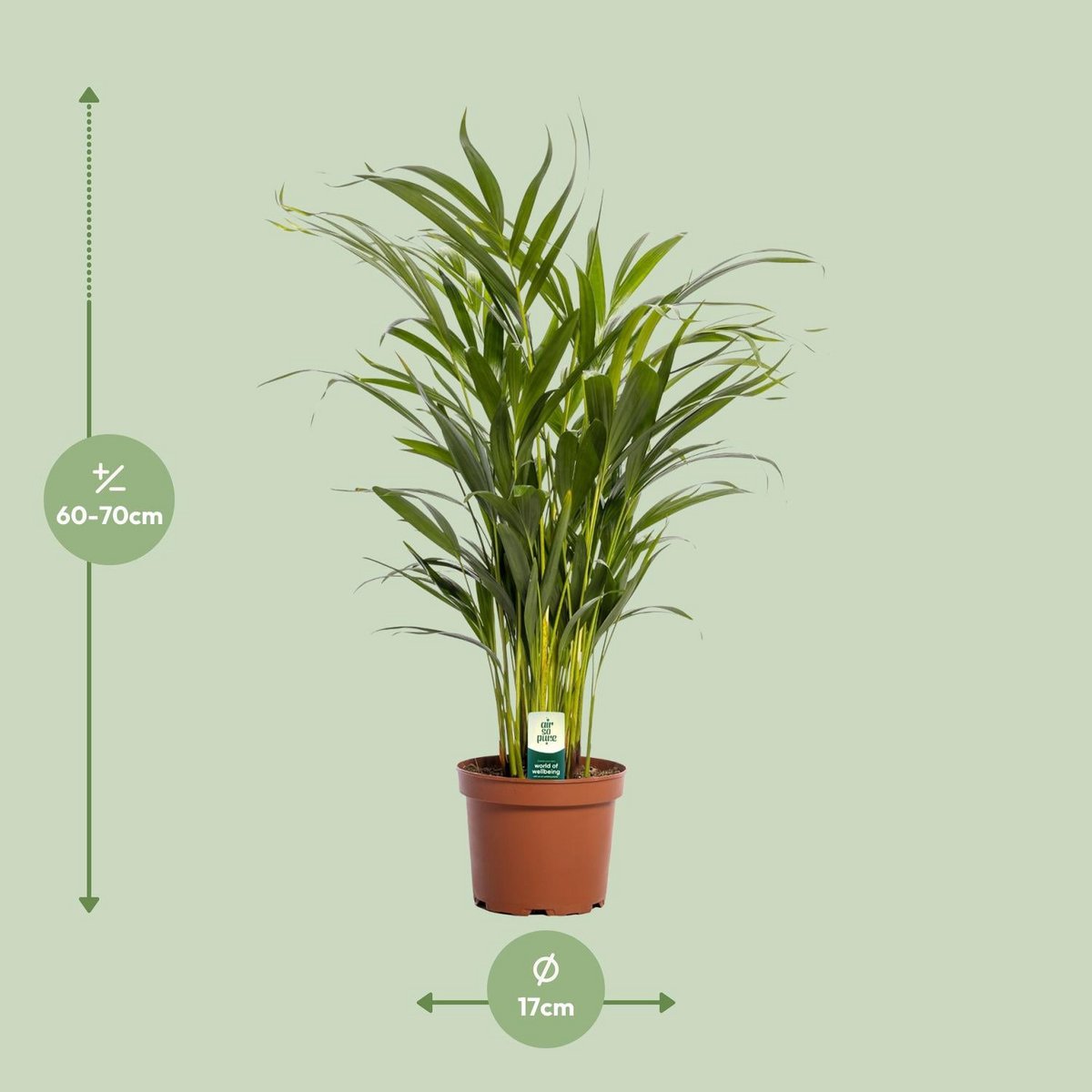 Areca palm Dypsis lutescens Ø17x65 cm terracotta pot