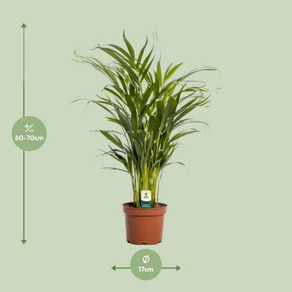 Areca palm Dypsis lutescens Ø17x65 cm terracotta pot