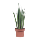 Sansevieria Mickal kamerplant Ø12cm 40cm