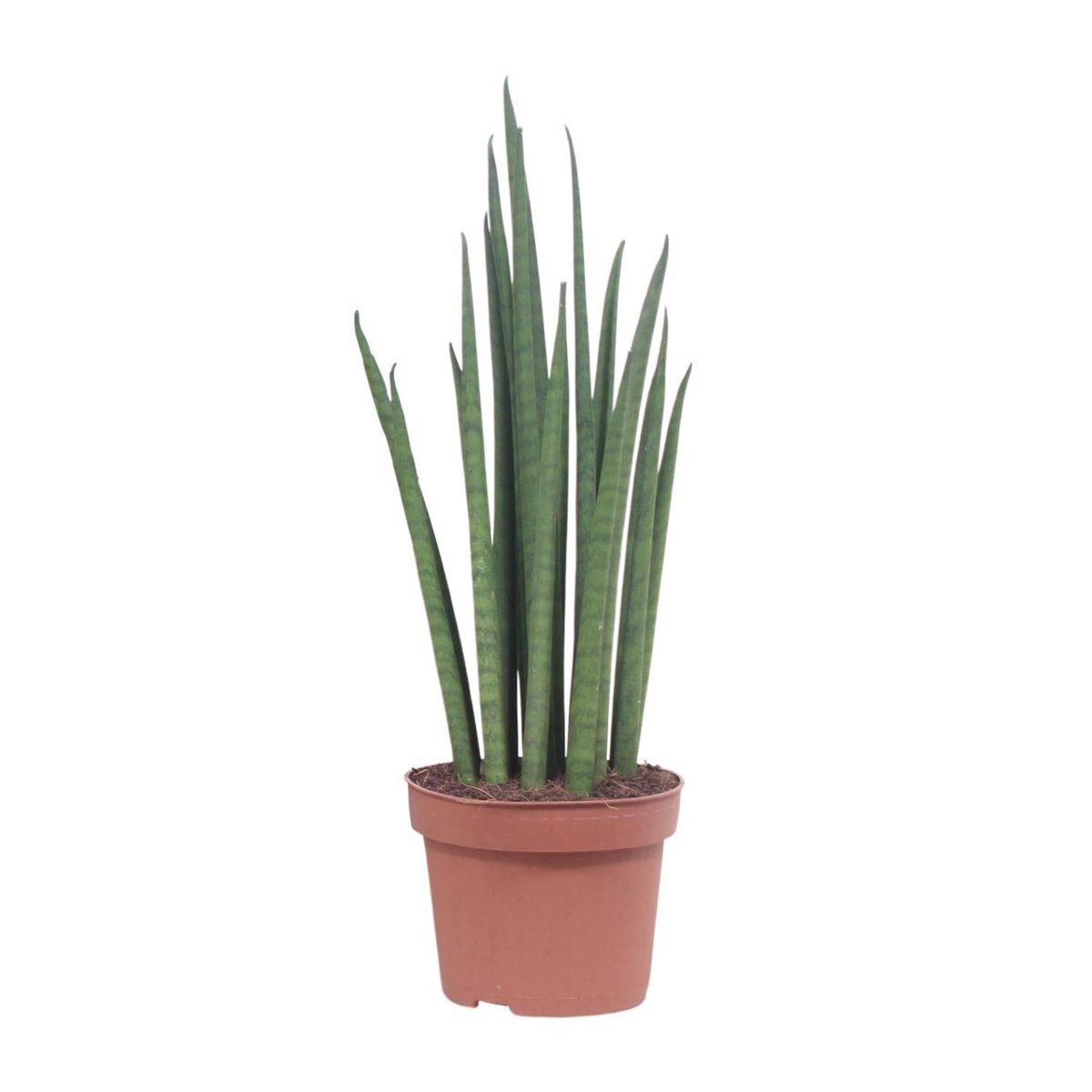 Sansevieria Mickal kamerplant Ø12cm 40cm