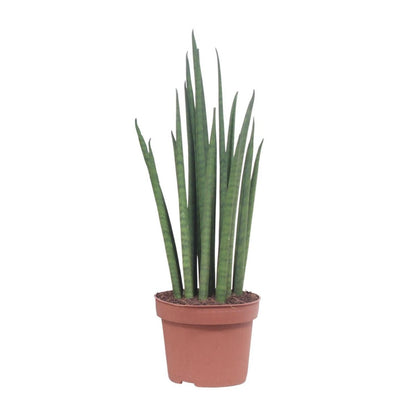 Sansevieria Mickal kamerplant Ø12cm 40cm
