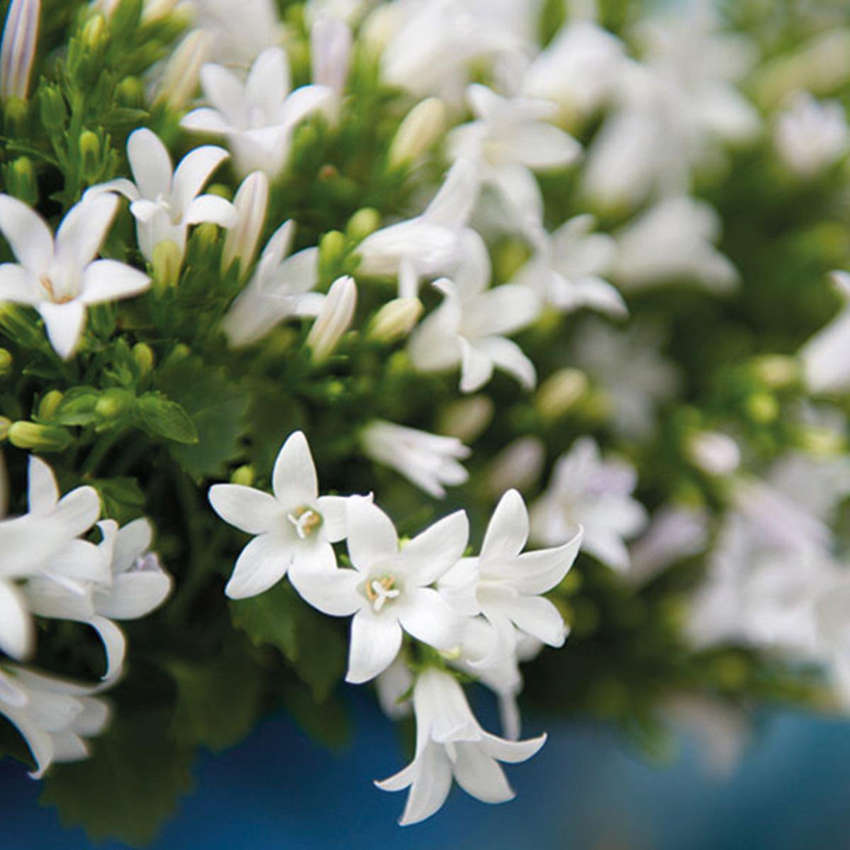 Campanula White Bellflower | 6 Pieces | Pot size 12cm | Ground cover 1m²