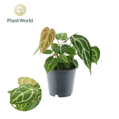 Anthurium chrystallinum P12 - Ø12cm - ↕35cm