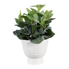 Flower Pot Ø 17x15 cm White Ceramic Face Indoor Planter