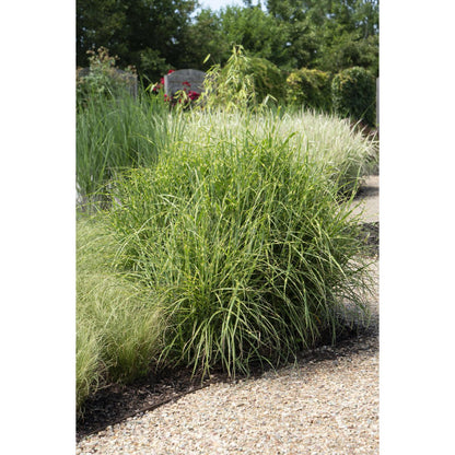 Siergras Miscanthus sinensis 'Strictus' Ø23x60cm