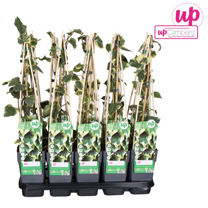 Klimop Hedera Colchica 'dentata variegata' Ø15cm ↕65cm
