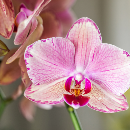 Set van 4 Phalaenopsis Orchideeën 'Pirate Picotee'