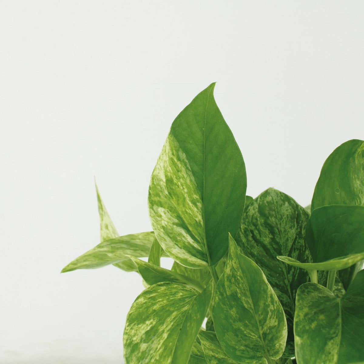 Epipremnum Marble Queen 4 stuks ø12cm
