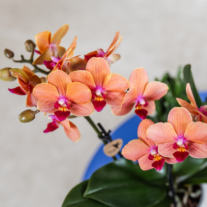 Oranje Bolzano Orchidee met Star Fish Sierpot Ø9cm