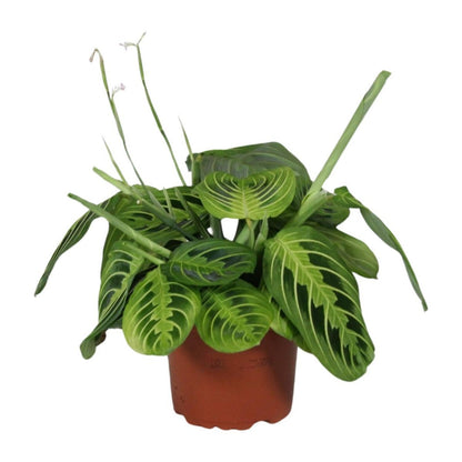Maranta Leuconeura citroen limoen kamerplant Ø12cm 30cm