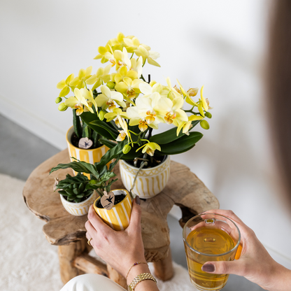 Striped Ceramic Decorative Pot Yellow